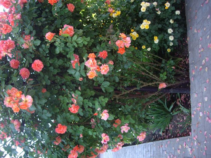 IMGP9785