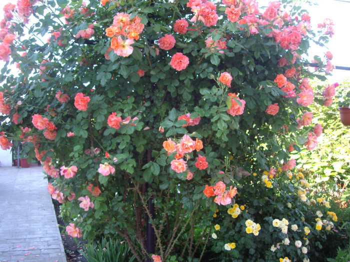 IMGP9786