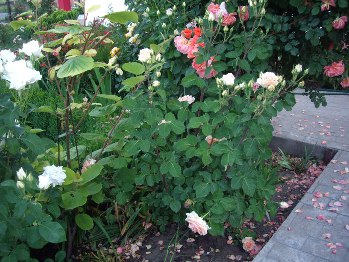 IMGP9790