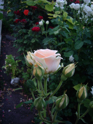 IMGP9791
