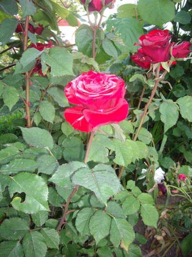 IMGP9794