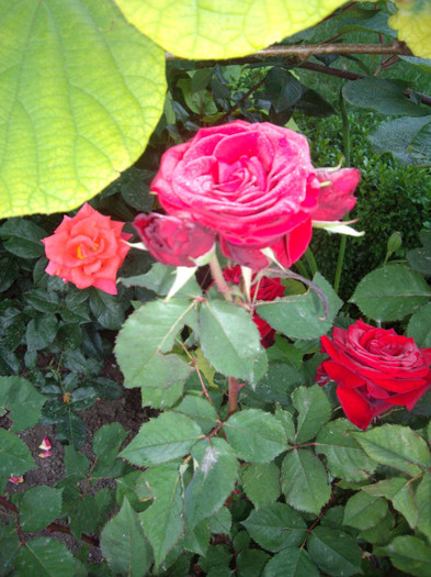 IMGP9795