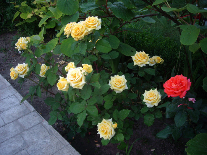 IMGP9796