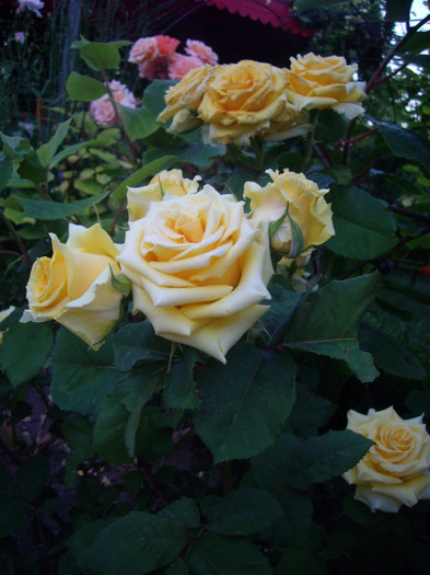 IMGP9797