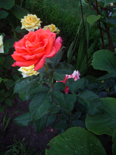 IMGP9798