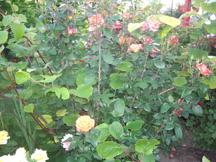 IMGP9799