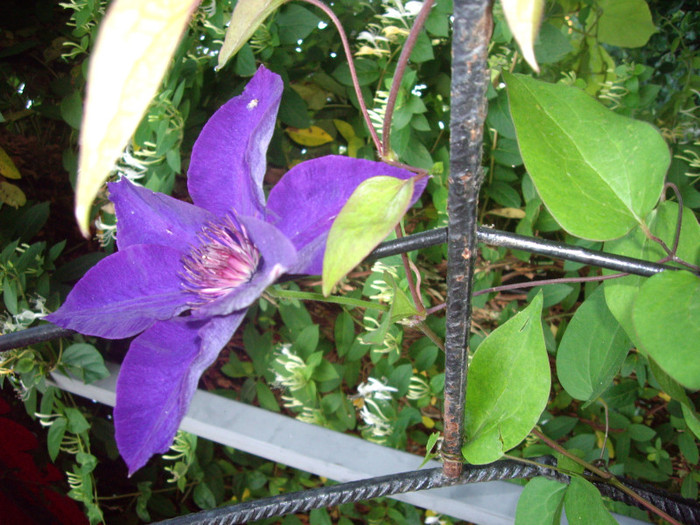 IMGP9807