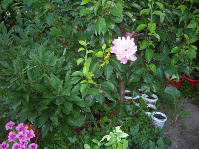 IMGP9818
