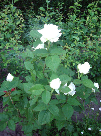 IMGP9823