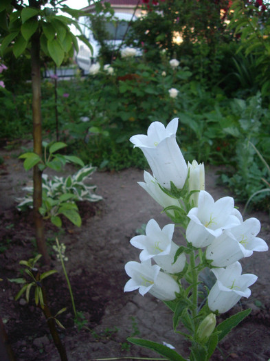 Campanula mediu-  clopotei popular