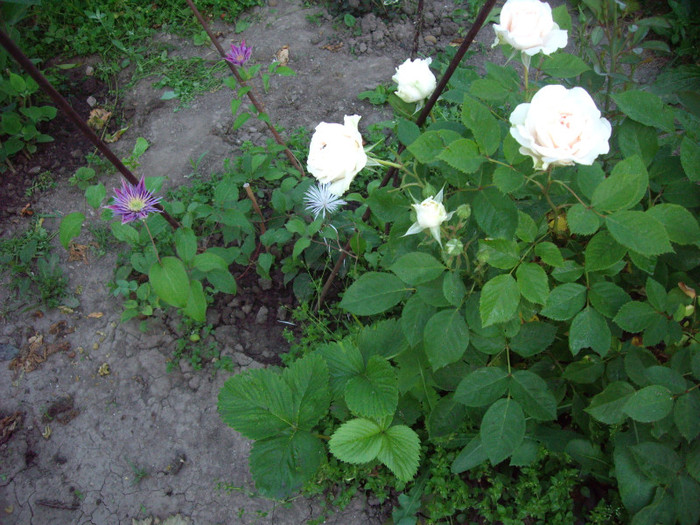 IMGP9826