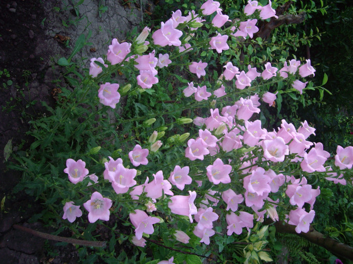 clopotei