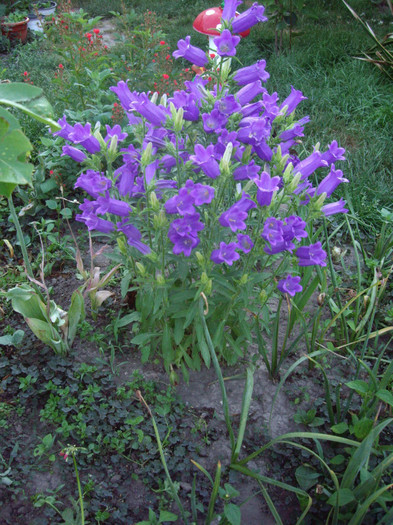 IMGP9829