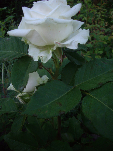 IMGP9847