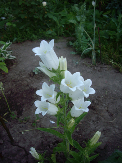 IMGP9849