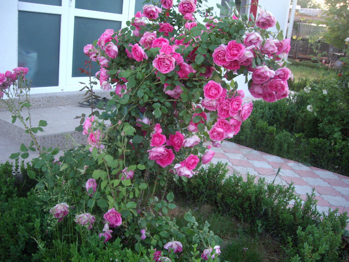 IMGP9850