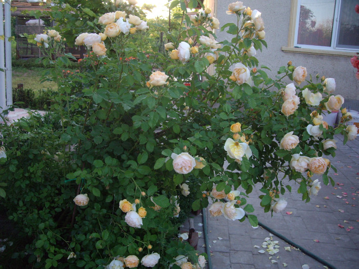 IMGP9851