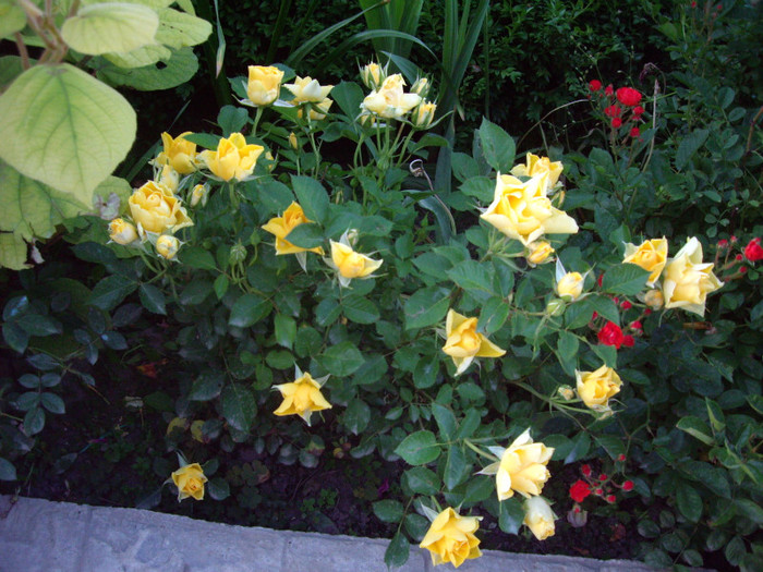 IMGP9855