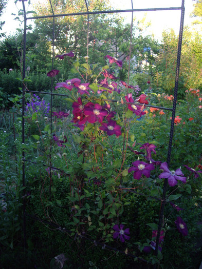clematita