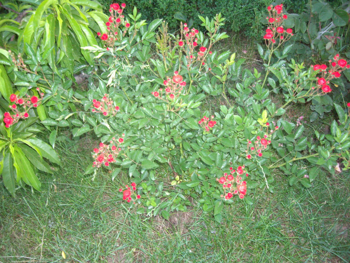 miniatura-cri cri