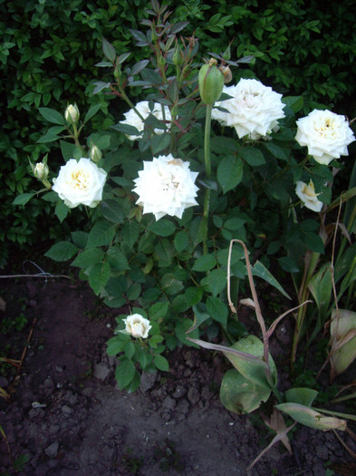 IMGP9865