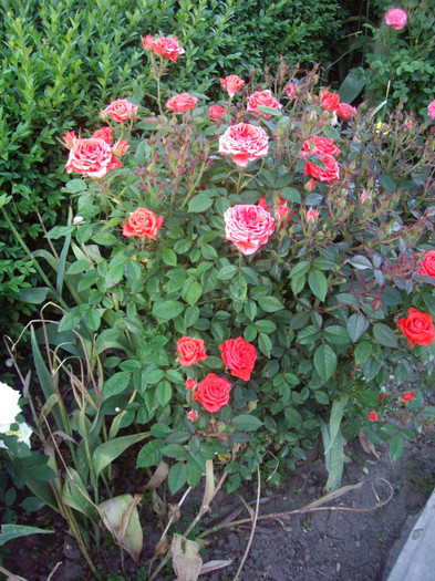 IMGP9866