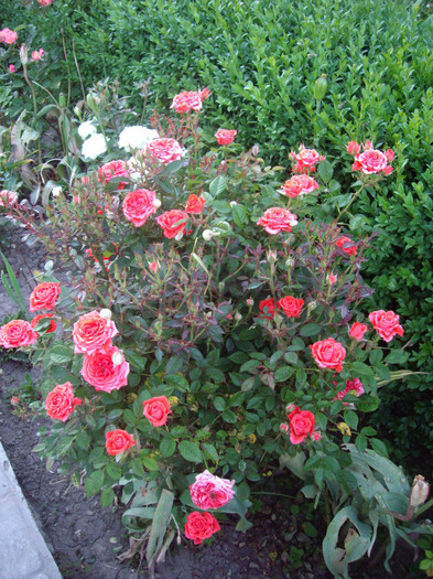 IMGP9867
