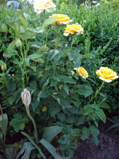 IMGP9869
