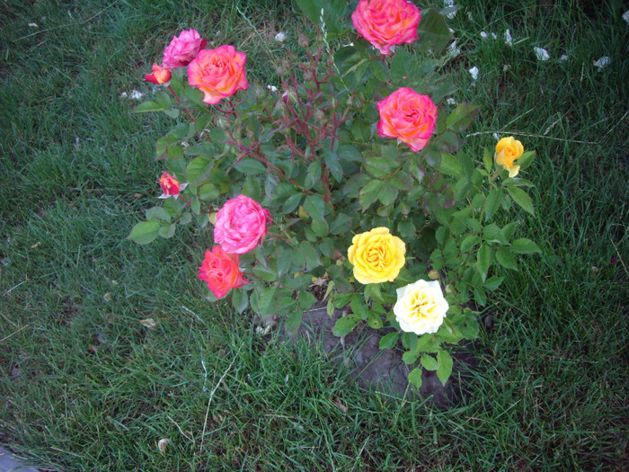 IMGP9871