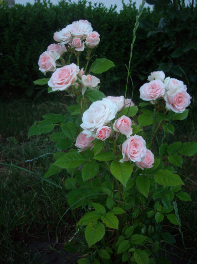 IMGP9873