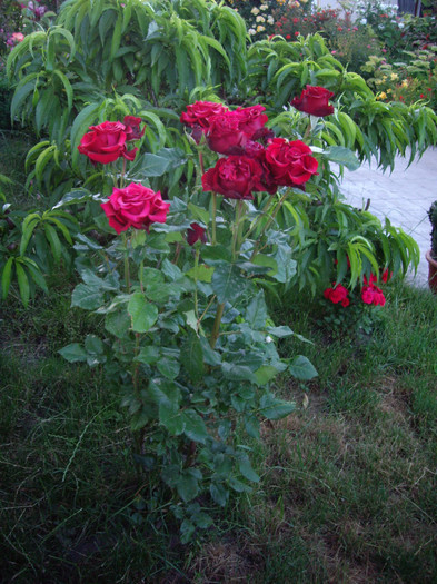 IMGP9877 - Flori 2