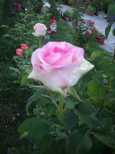 IMGP9878 - Flori 2