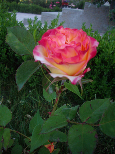 IMGP9884 - Flori 2