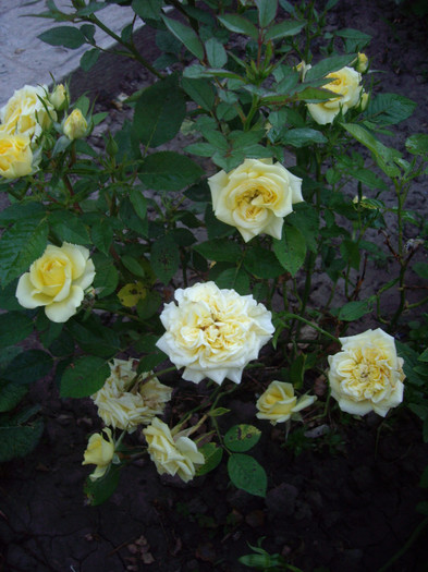 IMGP9887 - Flori 2