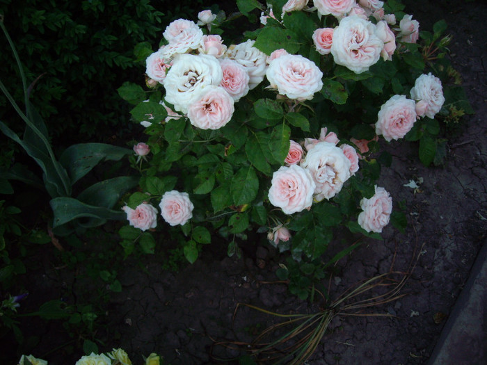 IMGP9888 - Flori 2