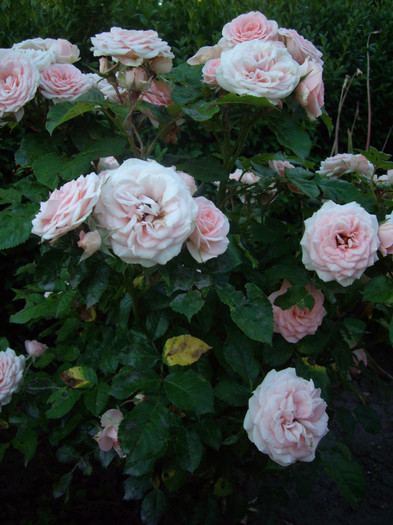 IMGP9889 - Flori 2