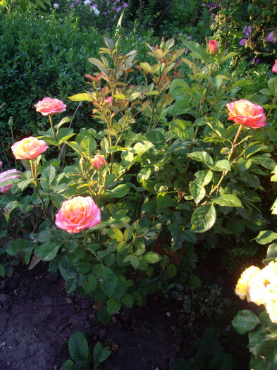 IMGP9891 - Flori 2