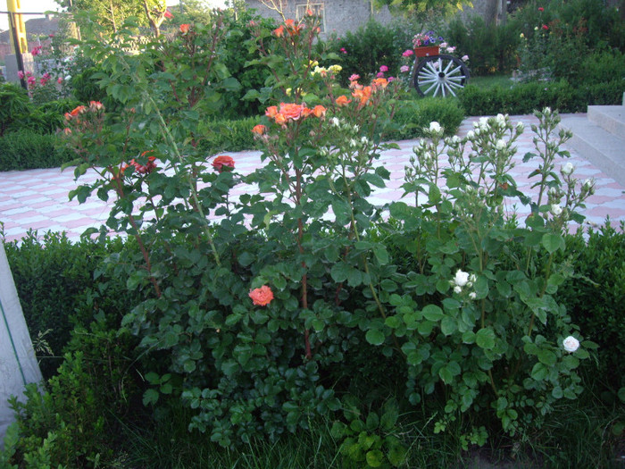 IMGP9895