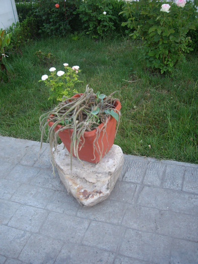 IMGP9898