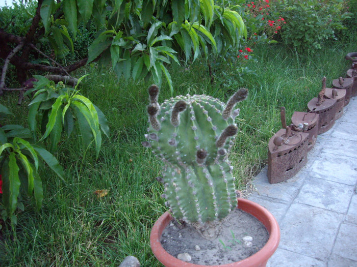IMGP9902