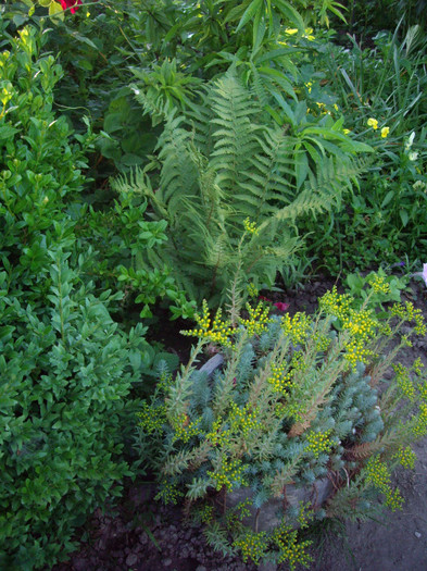 IMGP9908