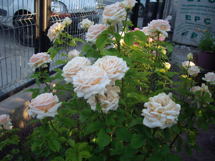IMGP9912
