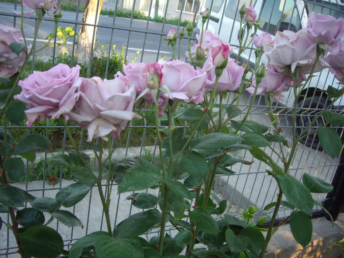 IMGP9913