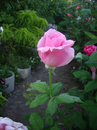 IMGP9915