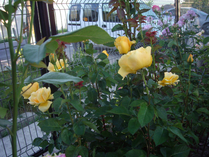 IMGP9917