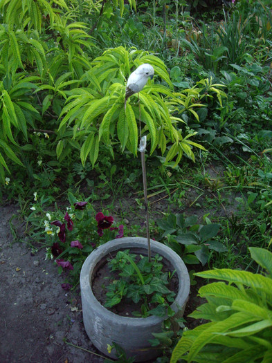 IMGP9925