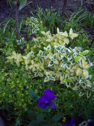 IMGP9927
