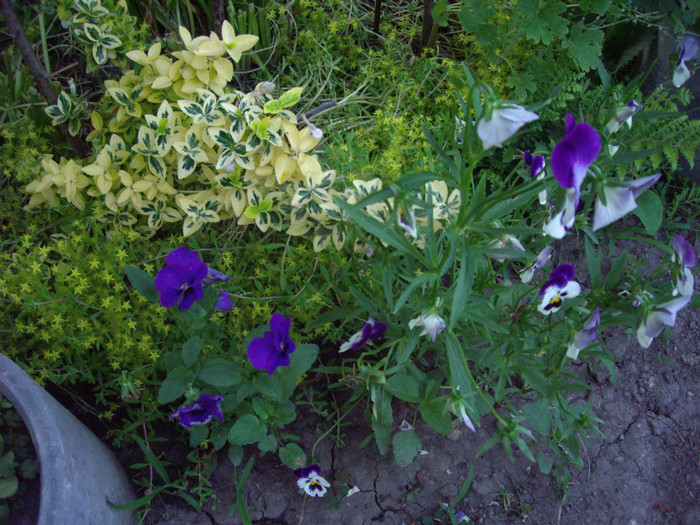 IMGP9928