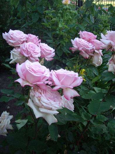 avant garden