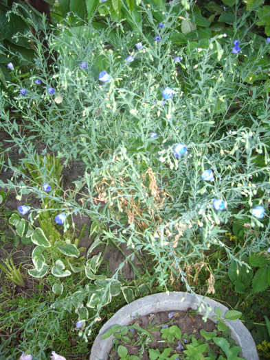 IMGP9931